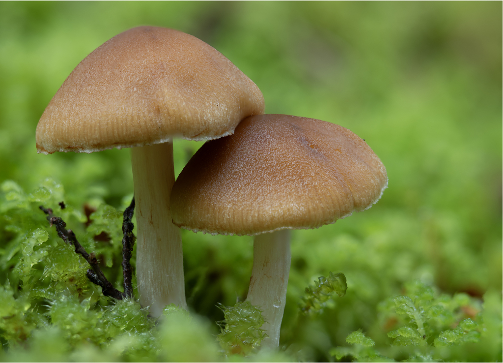 Common Gilled Mushrooms and Allies from QueenstownLakes District
