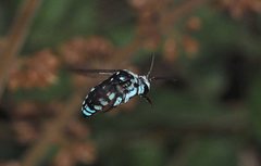 Thyreus caeruleopunctatus