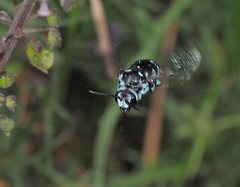 Thyreus caeruleopunctatus