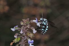 Thyreus caeruleopunctatus