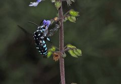 Thyreus caeruleopunctatus