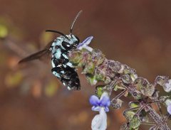 Thyreus caeruleopunctatus