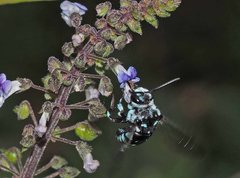 Thyreus caeruleopunctatus