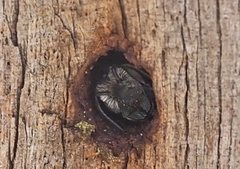 Megachile lucidiventris