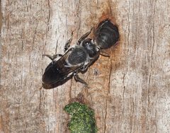 Megachile lucidiventris