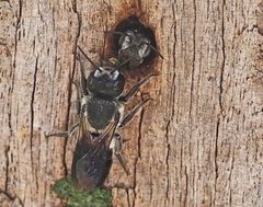 Megachile lucidiventris