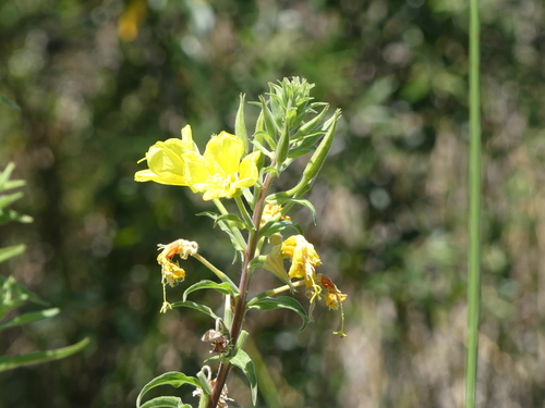 iNaturalist observation photo of tall evening primrose