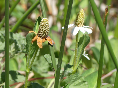 iNaturalist observation photo of Yerba Mansa