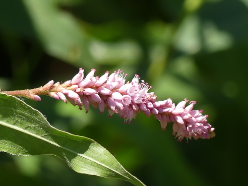 iNaturalist observation photo of knotweeds, smartweeds, and waterpeppers