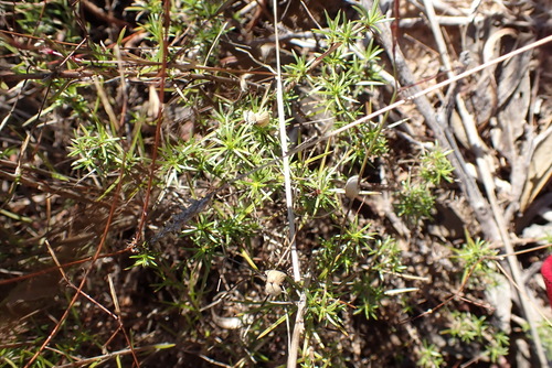 Image of Prismatocarpus diffusus by (c) Nicola van Berkel, some rights reserved (CC BY-SA)