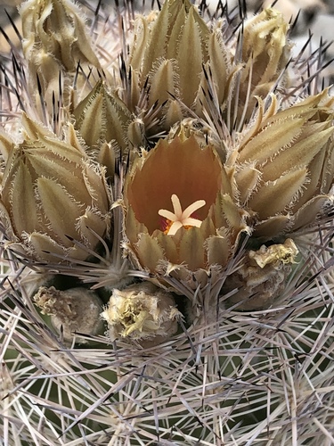 Desert Spinystar