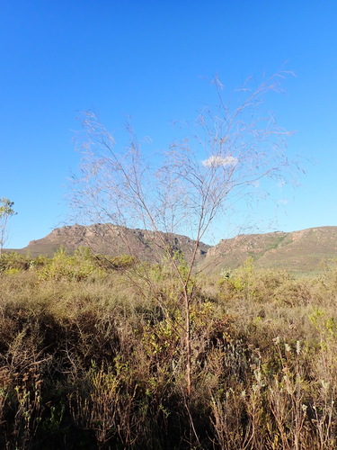 Image of Aspalathus pendula by (c) Nicola van Berkel, some rights reserved (CC BY-SA)