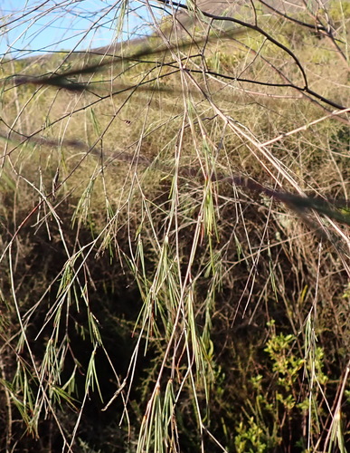 Lanky Capegorse (Aspalathus pendula)