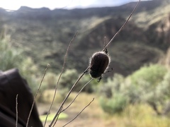 Paracotalpa granicollis