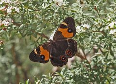 Tisiphone abeona albifascia