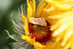 Schinia miniana
