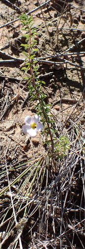 Image of Oxalis hirta by (c) Nicola van Berkel, some rights reserved (CC BY-SA)