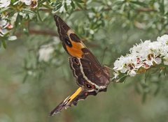 Tisiphone abeona albifascia