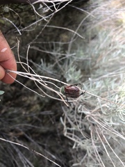 Paracotalpa granicollis