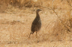 Pternistis bicalcaratus