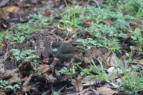 Mountain Mouse-warbler (Origma robusta), photo 2