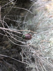 Paracotalpa granicollis