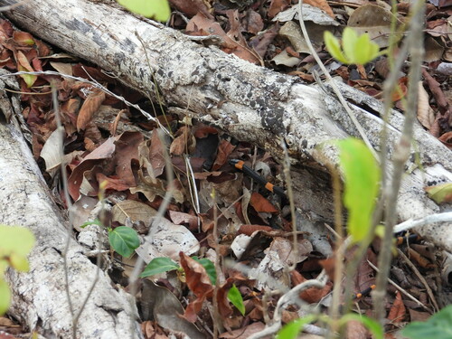 Snail-eating Thirst Snake