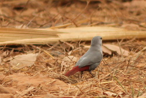 Glaucestrilda caerulescens
