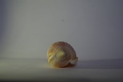 Semicassis centiquadrata