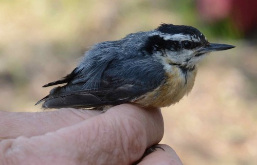 iNaturalist observation photo of Red-breasted Nuthatch