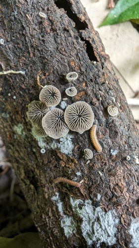 観察された菌類