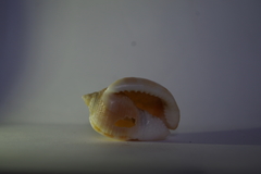 Semicassis centiquadrata