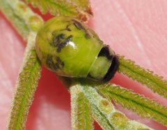 Calomela parilis