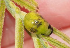 Calomela parilis