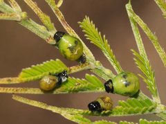 Calomela parilis