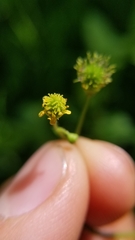 Geum vernum