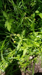 Geum vernum