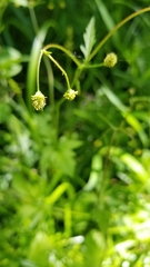 Geum vernum