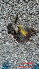 Coereba flaveola caboti