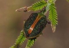 Calomela parilis