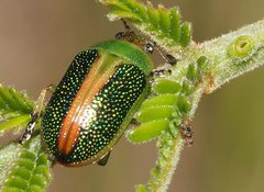 Calomela parilis