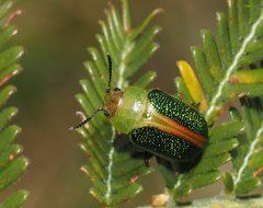 Calomela parilis