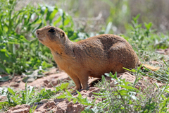 Cynomys parvidens