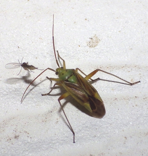 Potato Mirid photo 5