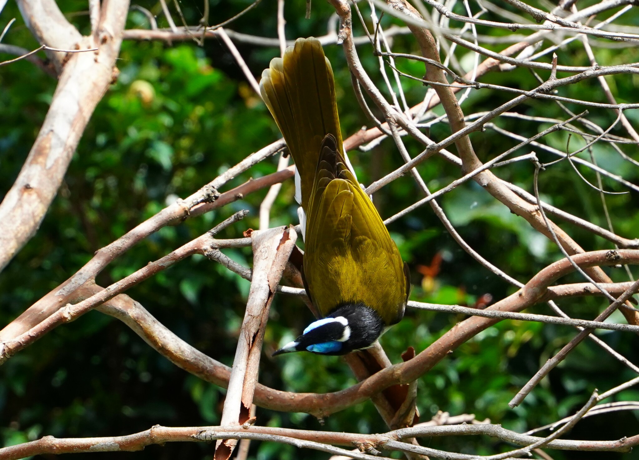 Blue-faced Honeyeater illustration