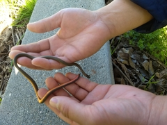 Diadophis punctatus similis