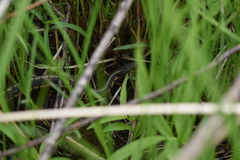 Thamnophis sirtalis