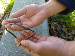 Diadophis punctatus similis