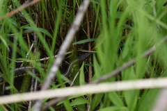 Thamnophis sirtalis