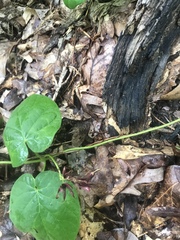 Matelea decipiens